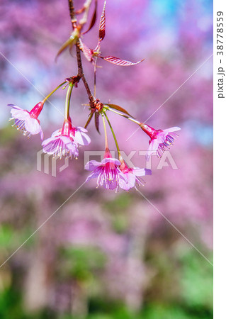 Blossom of Wild Himalayan Cherry flower. Blossom of Wild Himalayan Cherry flower. 38778559