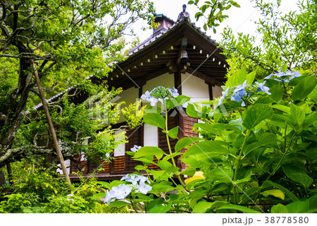 鎌倉 光則寺 紫陽花 38778580