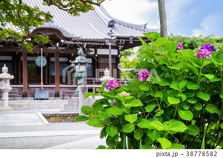 鎌倉 本覚寺 紫陽花 38778582