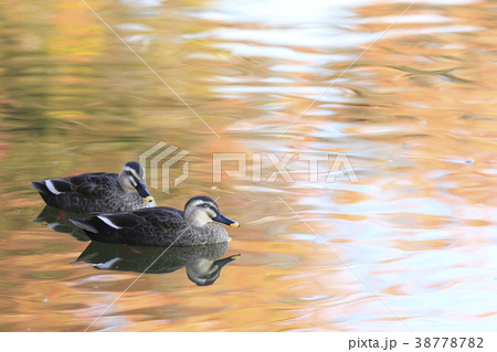 紅葉時期のカルガモ 38778782