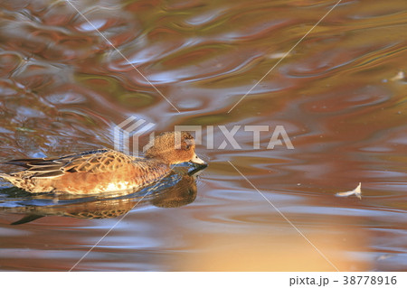 紅葉時期のヒドリガモ 紅葉時期のヒドリガモ 38778916