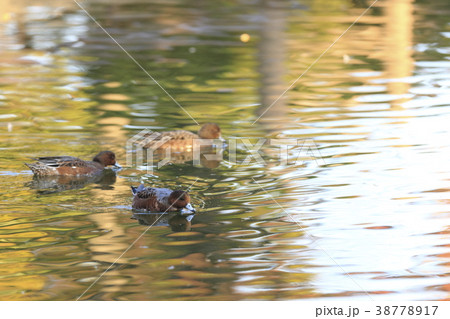 紅葉時期のヒドリガモ 38778917