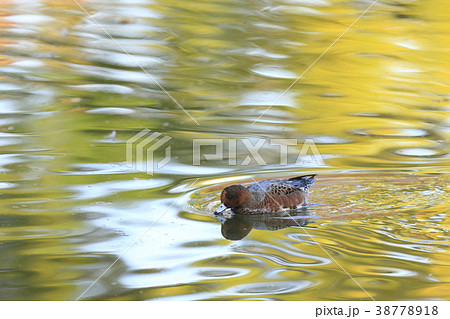 紅葉時期のヒドリガモ 紅葉時期のヒドリガモ 38778918