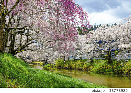 石川町の桜並木 石川町の桜並木 38778926