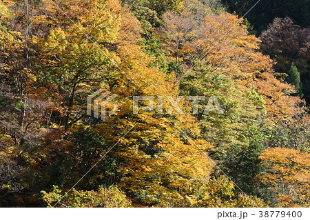 秋の芦川渓谷 38779400