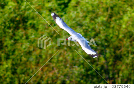 Free bird and freedom life over the ocean. Free bird and freedom life over the ocean. 38779646