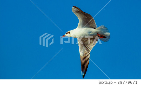 Free bird and freedom life over the ocean. Free bird and freedom life over the ocean. 38779671