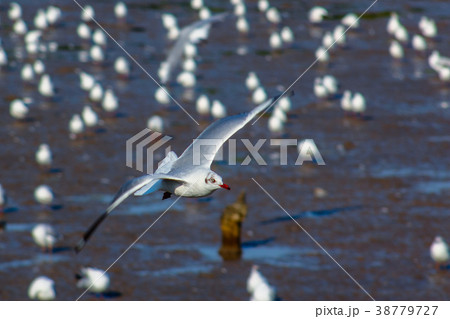 Free bird and freedom life over the ocean. Free bird and freedom life over the ocean. 38779727