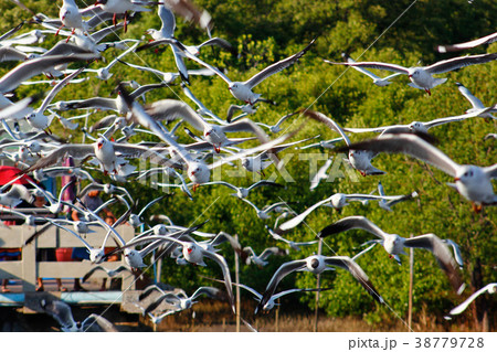 Free bird and freedom life over the ocean. Free bird and freedom life over the ocean. 38779728