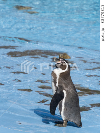 フンボルトペンギン　一羽　決めポーズ 38779815