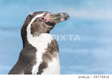 フンボルトペンギン 一羽 おすまし フンボルトペンギン 一羽 おすまし 38779816