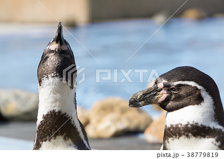 フンボルトペンギン　二羽　議論イメージ 38779819