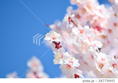 梅の花と青空(N) 梅の花と青空(N) 38779945