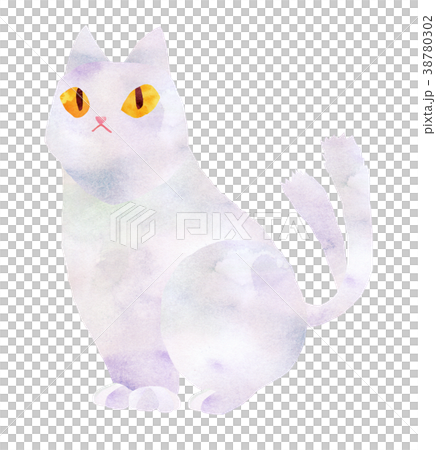Cat, white cat Cat, white cat 38780302