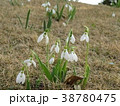 早春　スノードロップ 38780475