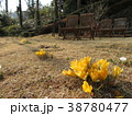 早春　クロッカス 38780477
