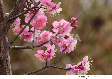 木の花「梅の花」山田池梅林：大阪府枚方市 38780528