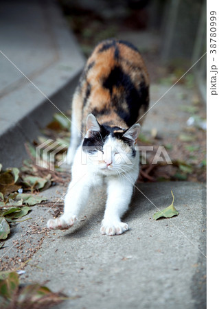 三毛猫 三毛猫 38780999