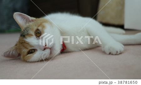 寝転ぶ子猫 38781650