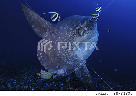 バリ島にてマンボウのスパ バリ島にてマンボウのスパ 38781806