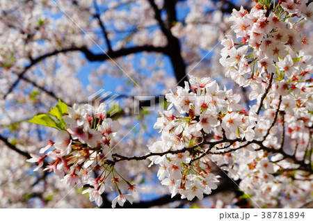 桜の木 桜の木 38781894
