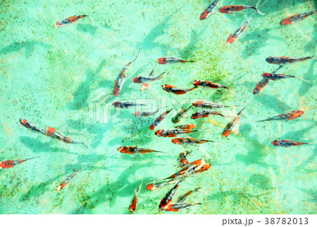 キンギョ キンギョ 38782013