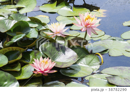 慶北 風景 植物 38782290