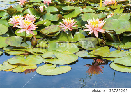 花 修練 清道郡 38782292