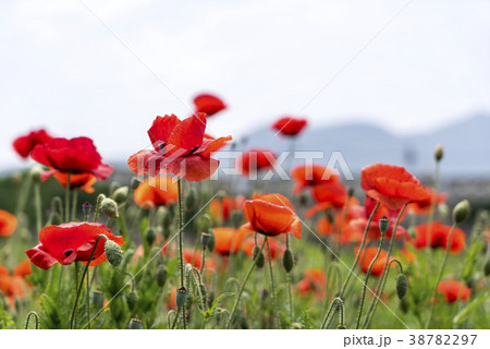 ケシ 清道郡 花 38782297