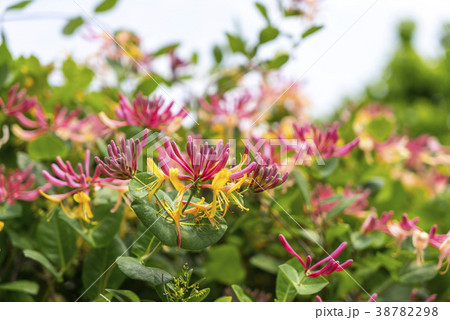 慶北 風景 韓国 38782298
