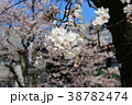 さくらの写真1 38782474