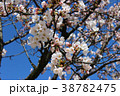 さくらの写真2 38782475