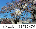 さくらの写真3 38782476