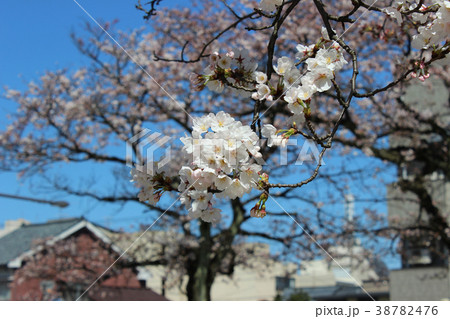 さくらの写真3 38782476
