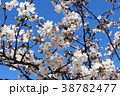 さくらの写真4 38782477