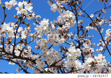 さくらの写真4 38782477