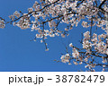 さくらの写真5 38782479