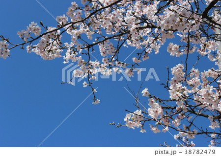 さくらの写真5 38782479