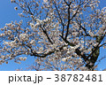 さくらの写真7 38782481