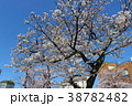 さくらの写真8 38782482