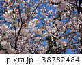 さくらの写真10 38782484