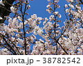 さくらの写真11 38782542