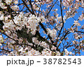 さくらの写真12 38782543