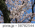 さくらの写真13 38782544