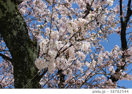 さくらの写真13 38782544
