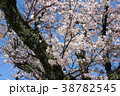 さくらの写真14 38782545