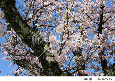 さくらの写真14 さくらの写真14 38782545