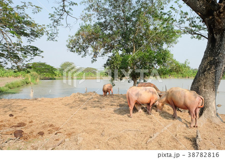 livestock livestock 38782816