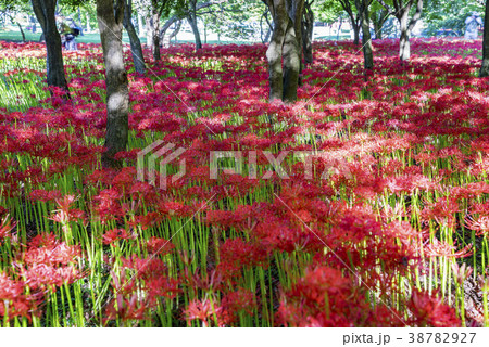 コトムルト ヨンチョンサ 花 38782927