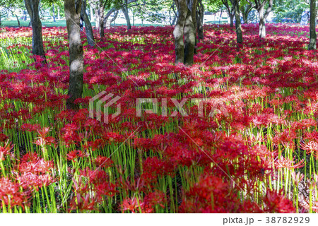 コトムルト ヨンチョンサ 花 38782929